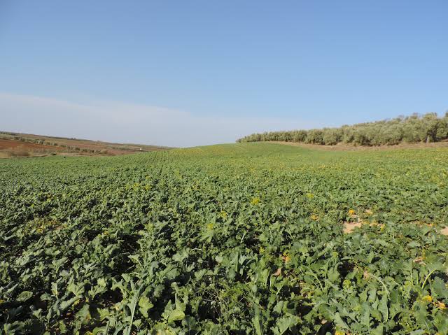 Broccolo Di Rapa Orti Di Sala Vallo Di Diano 00