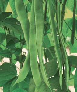 Gli Orti di Sala | Antichi semi e biodiversità di Sala Consilina