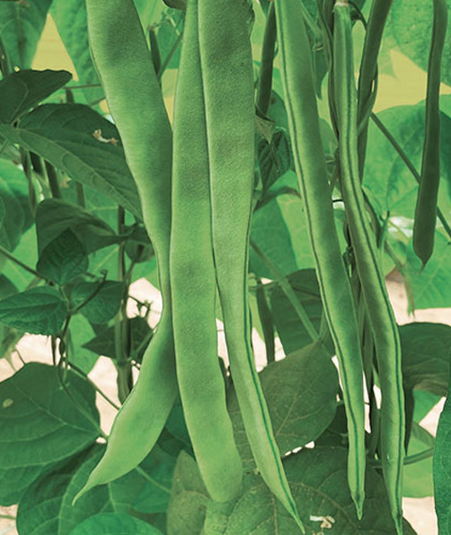 Gli Orti di Sala | Antichi semi e biodiversità di Sala Consilina