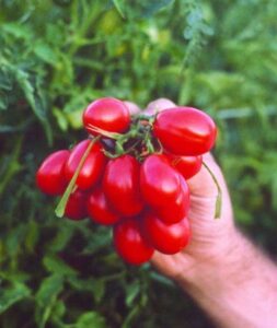 Gli Orti di Sala | Antichi semi e biodiversità di Sala Consilina
