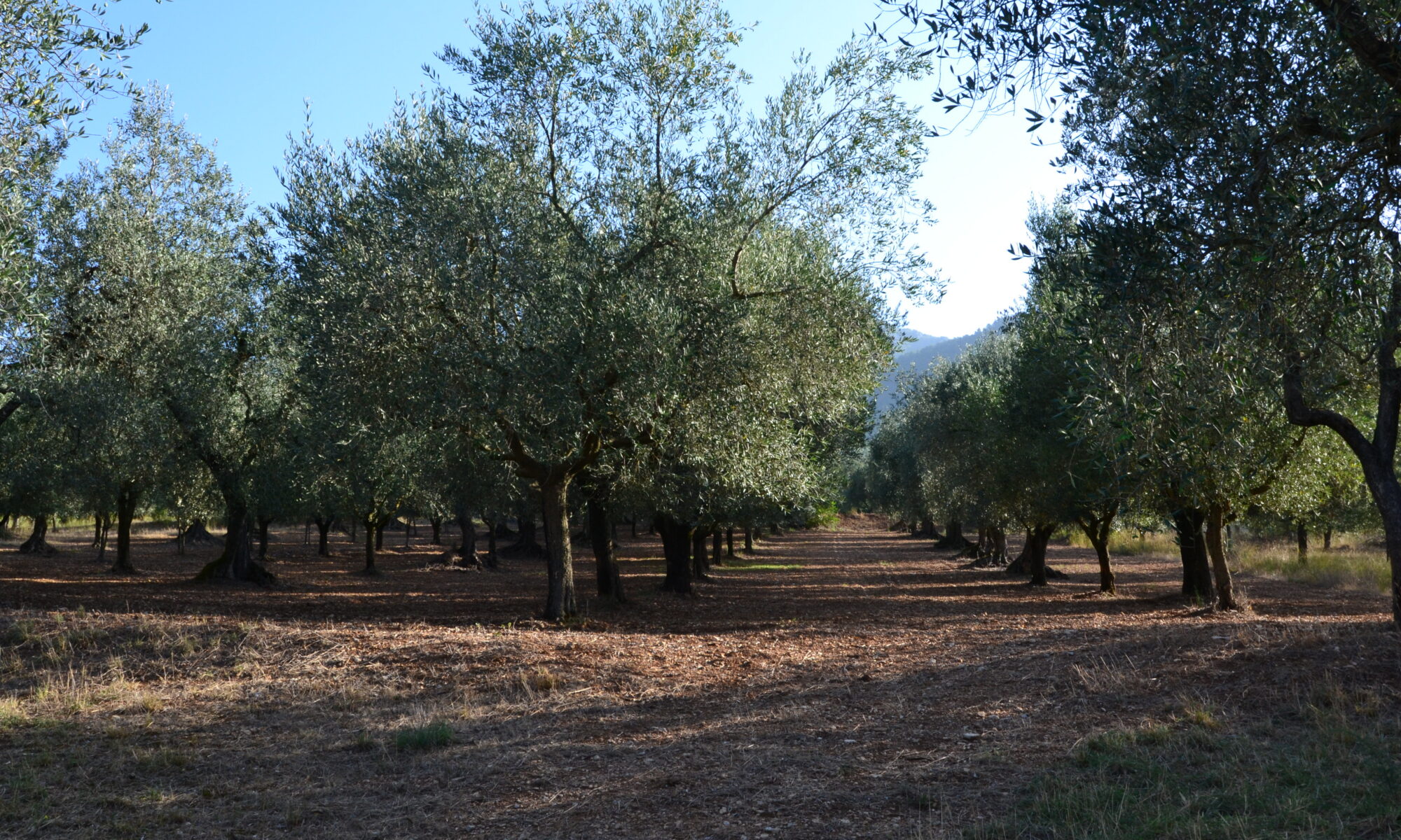 dsc 0033