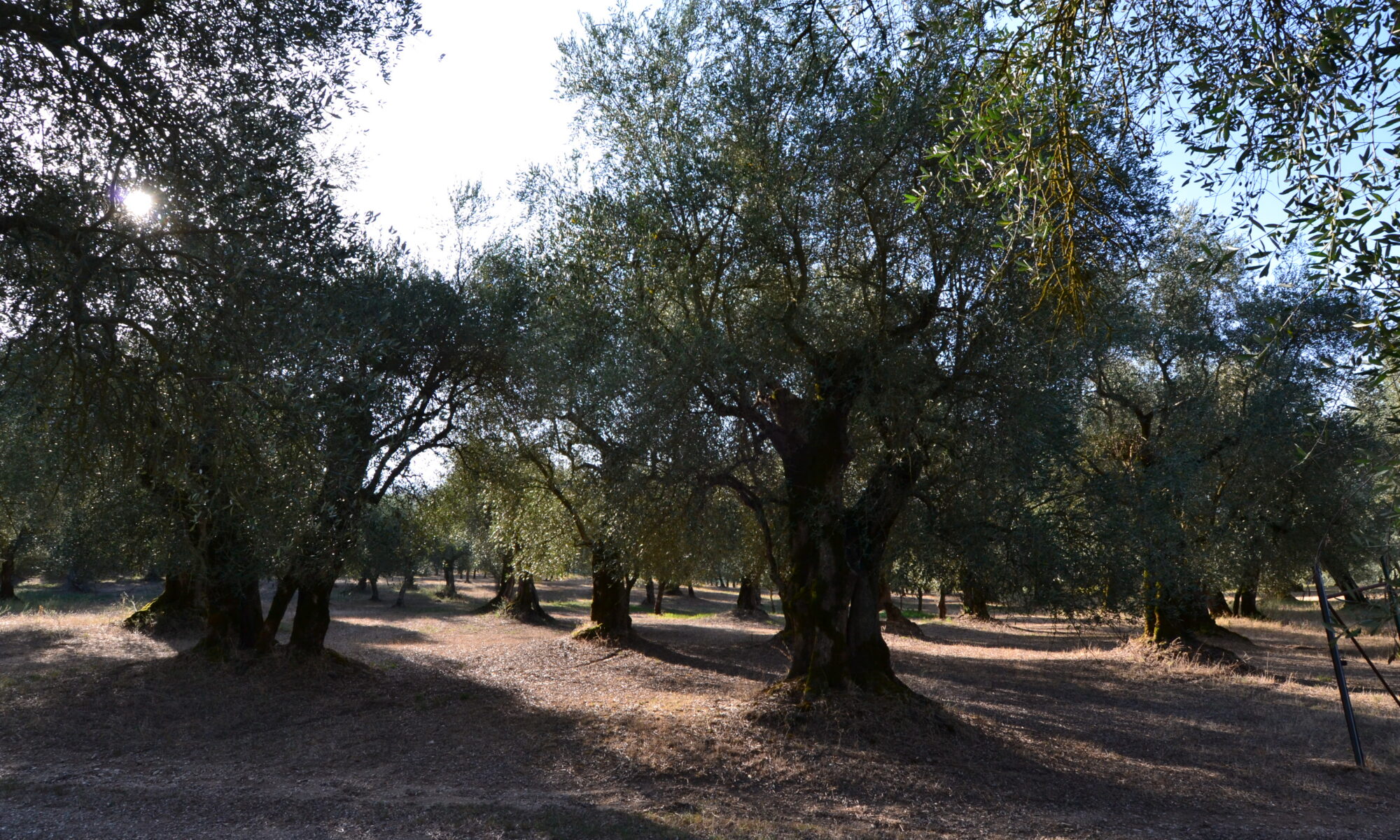 dsc 0049