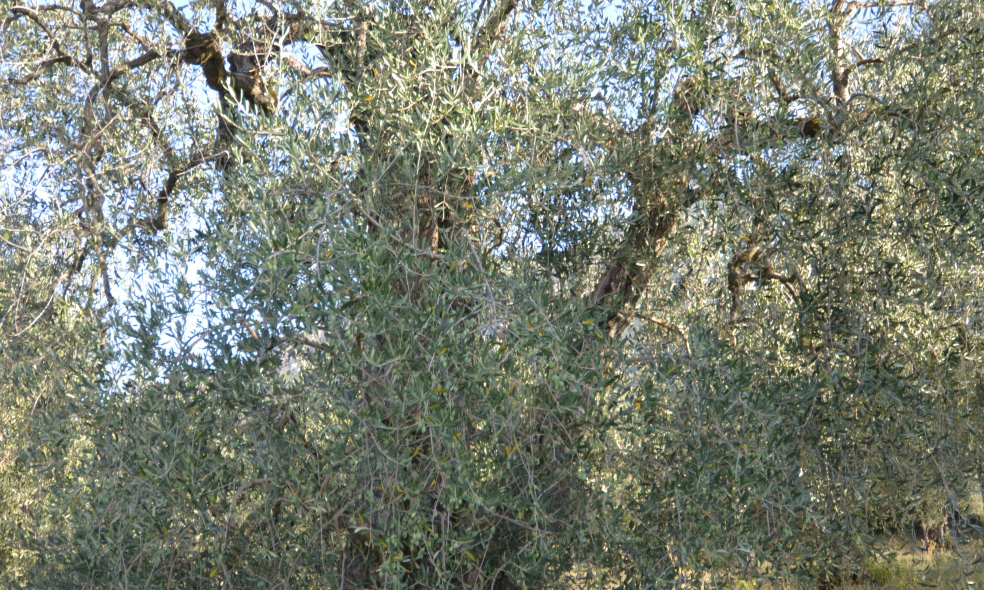 dsc 0050