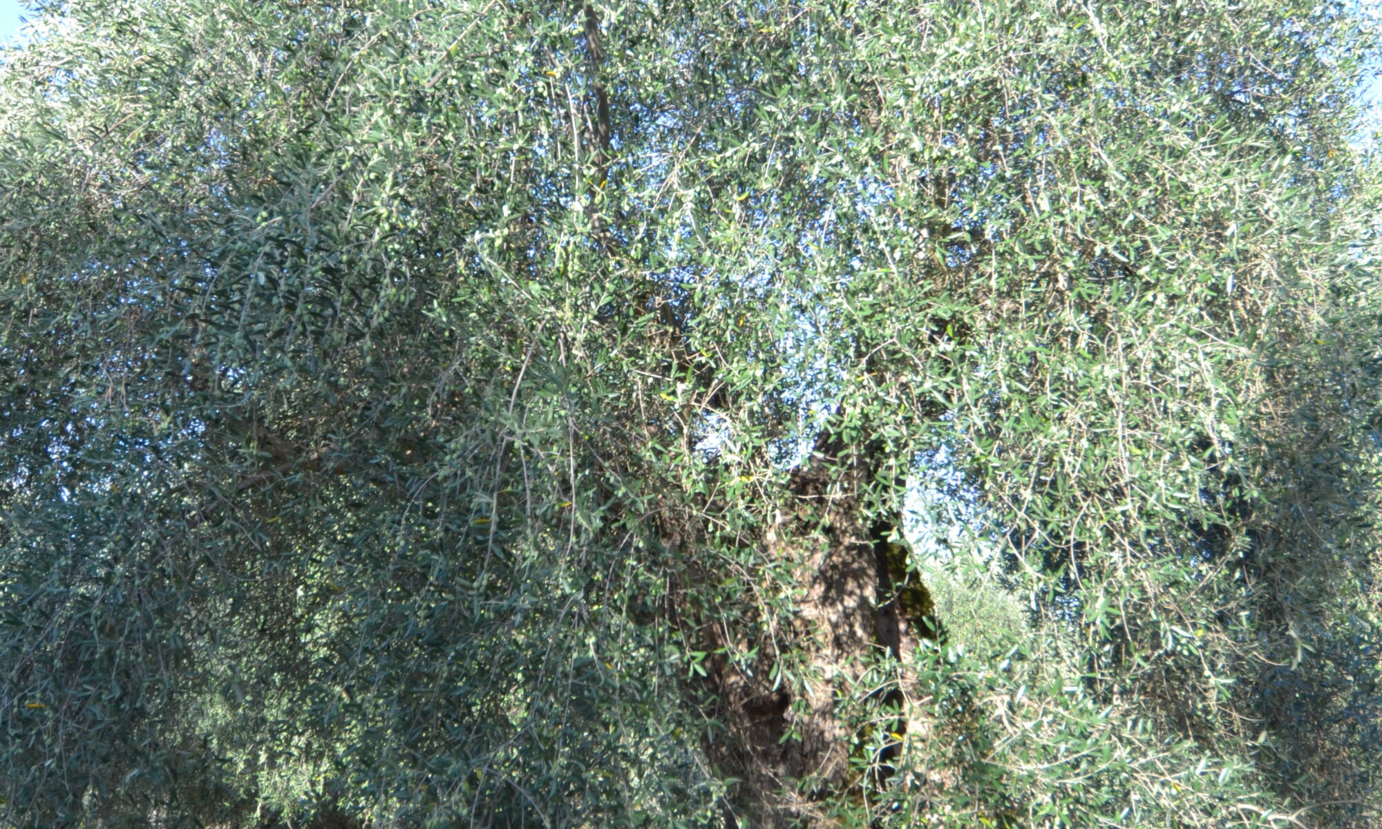 dsc 0051