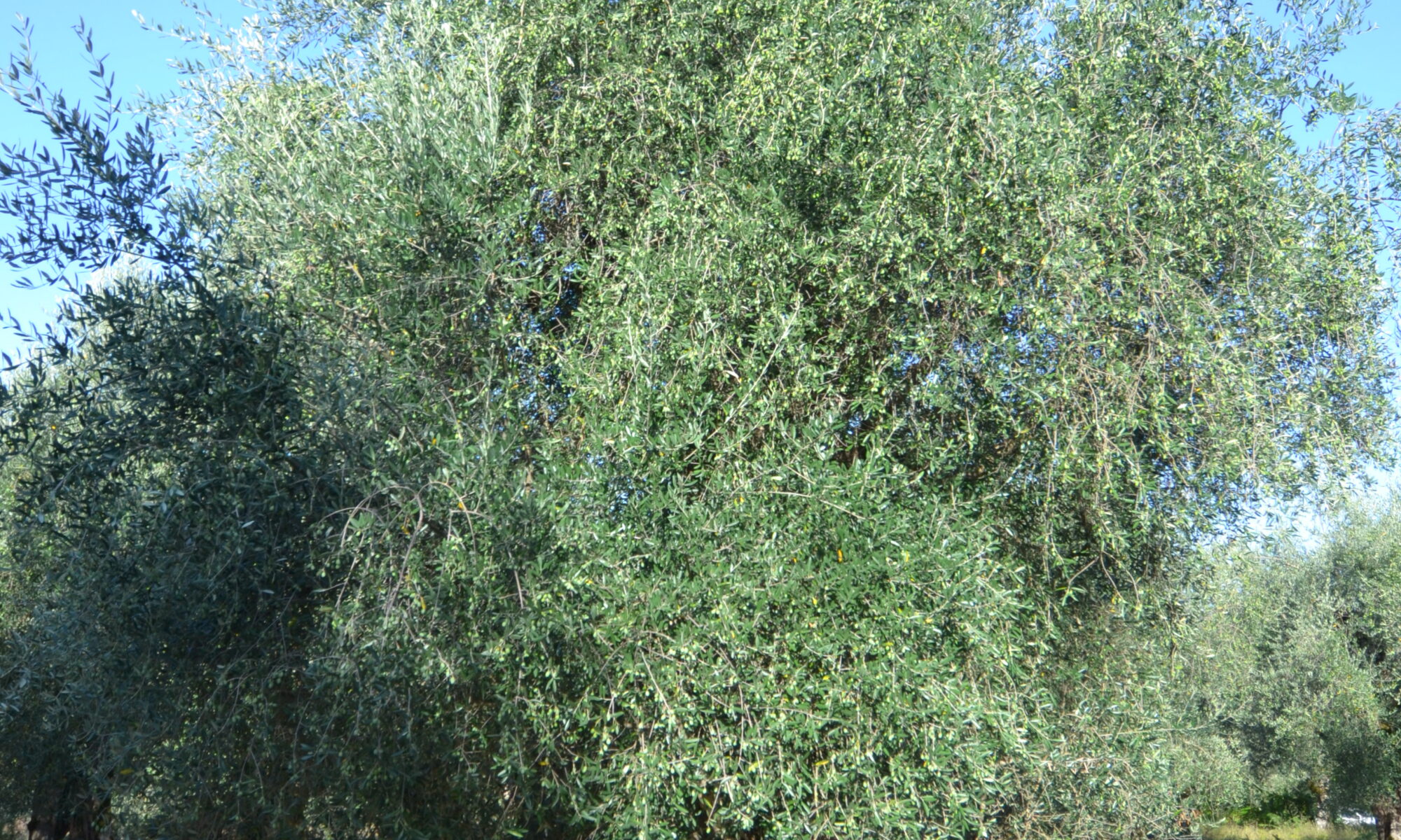 dsc 0052