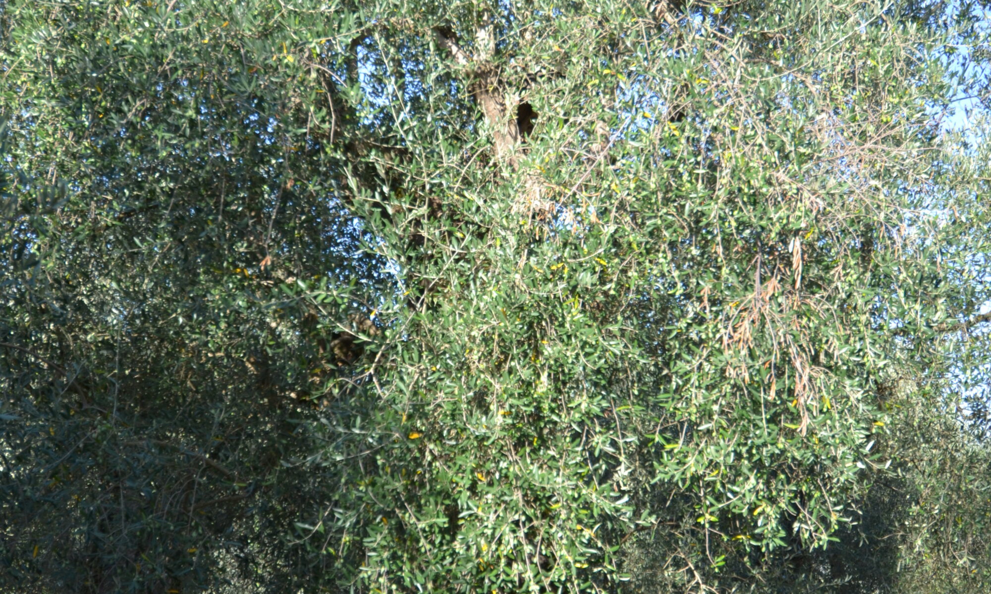 dsc 0054