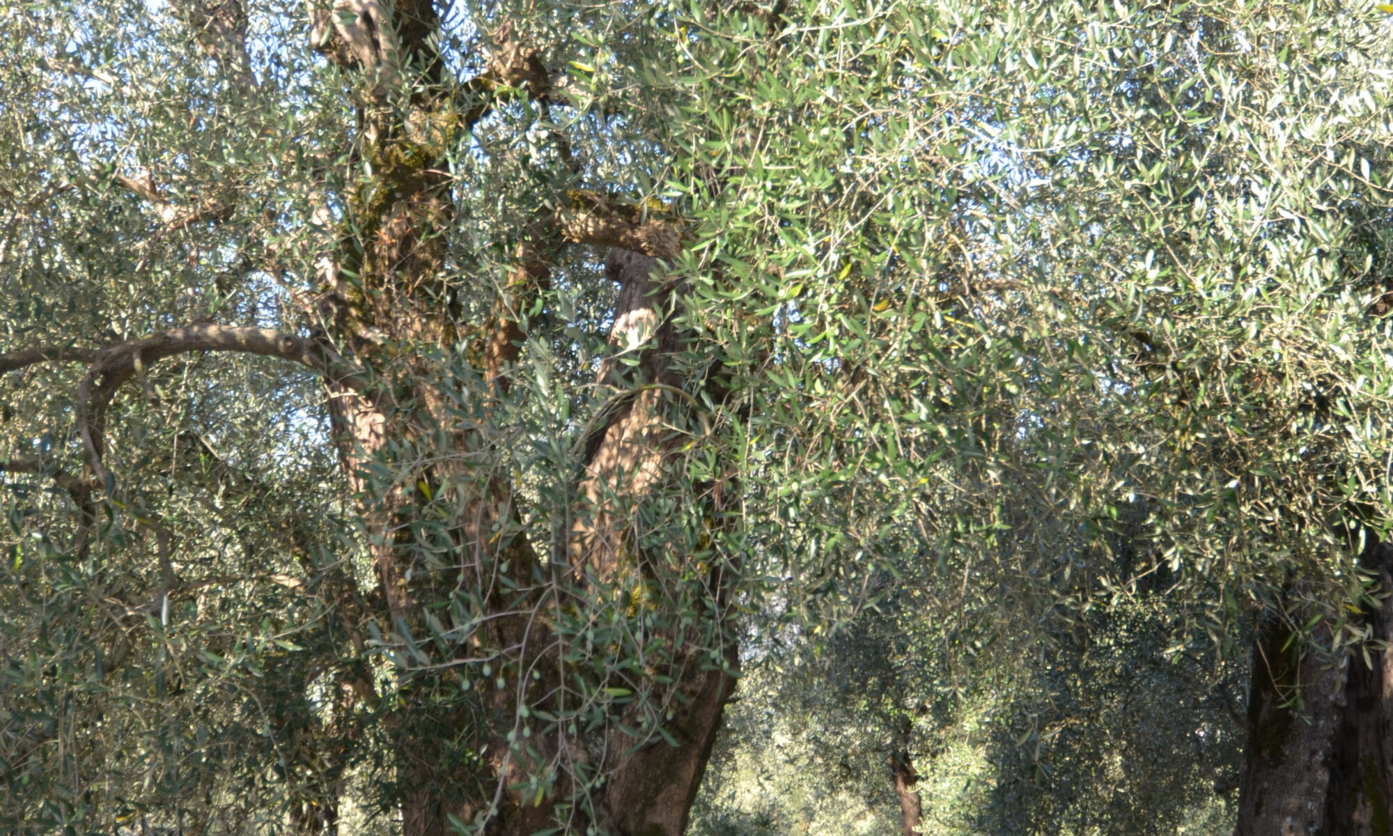 dsc 0055