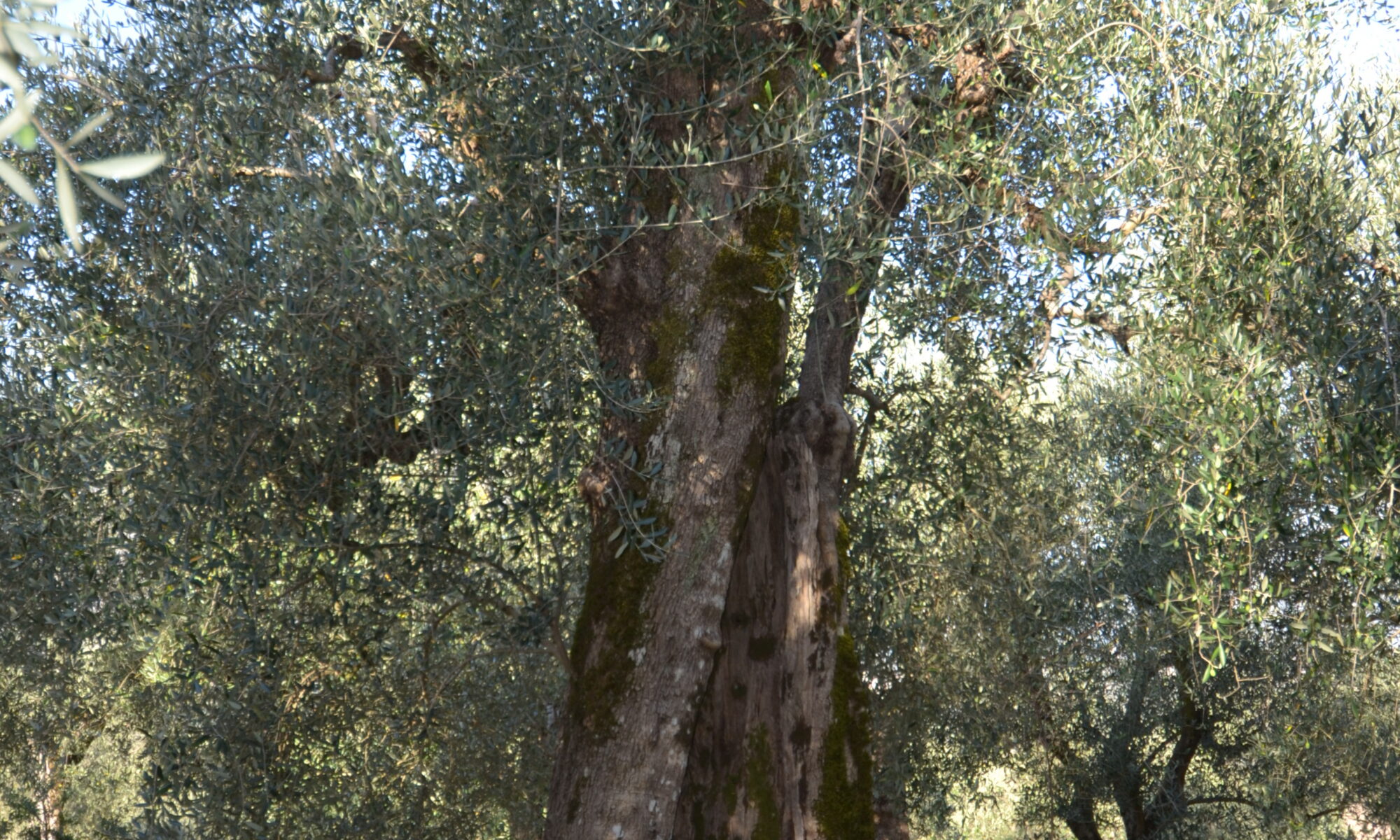 dsc 0056