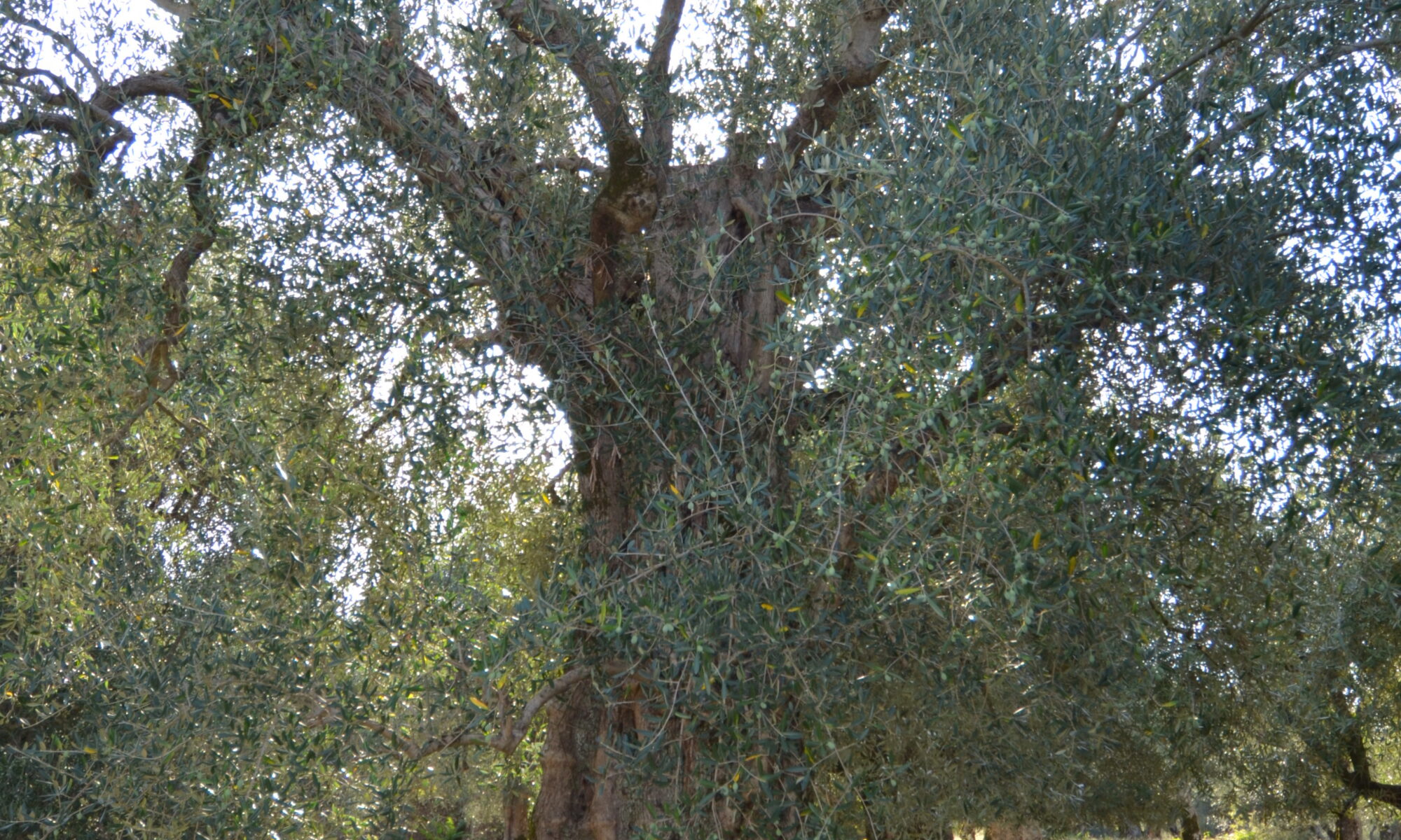 dsc 0057