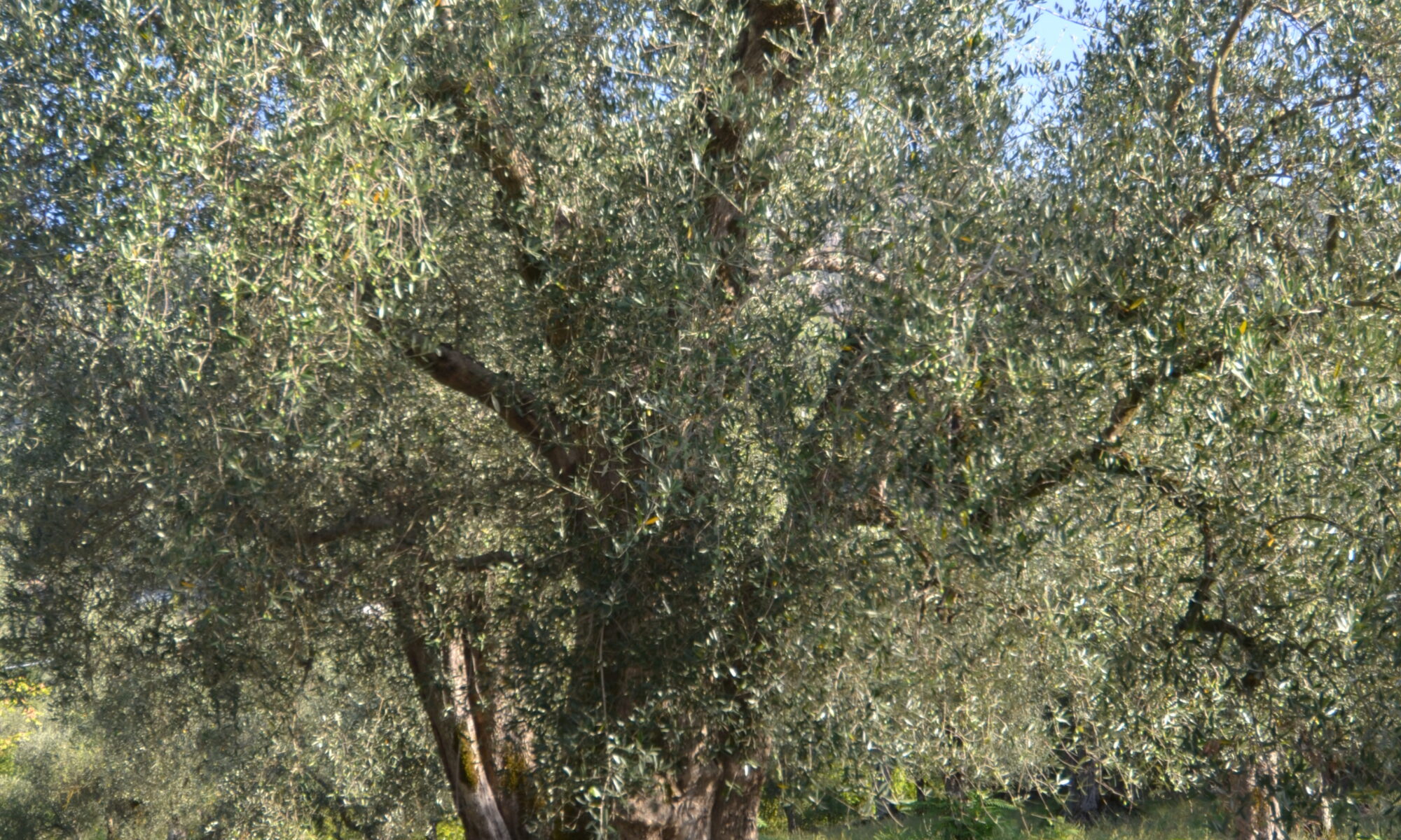 dsc 0059