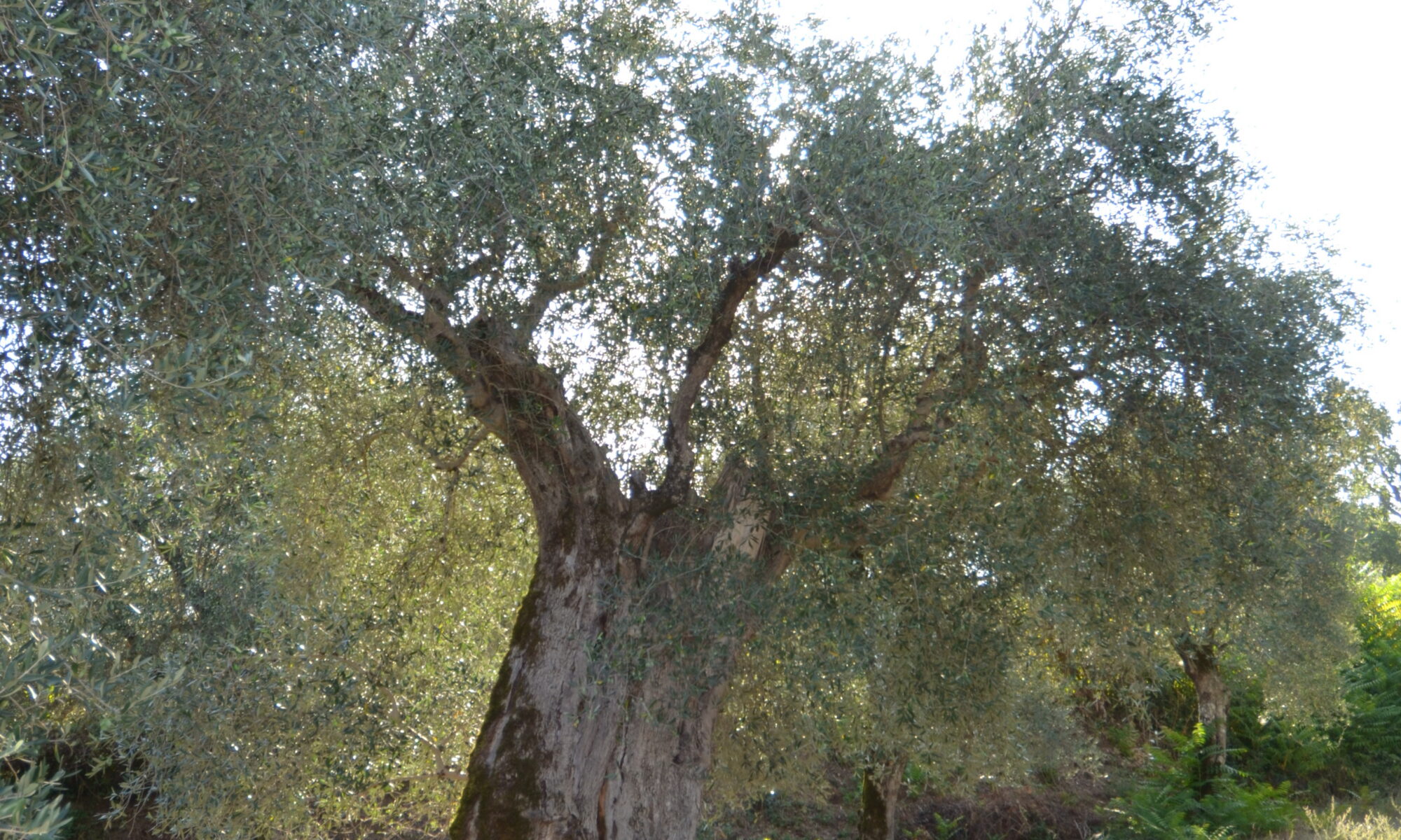 dsc 0061