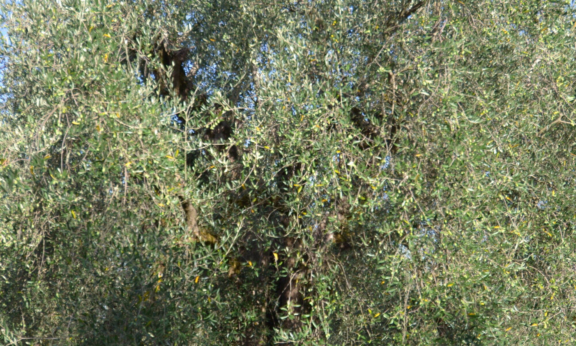 dsc 0062