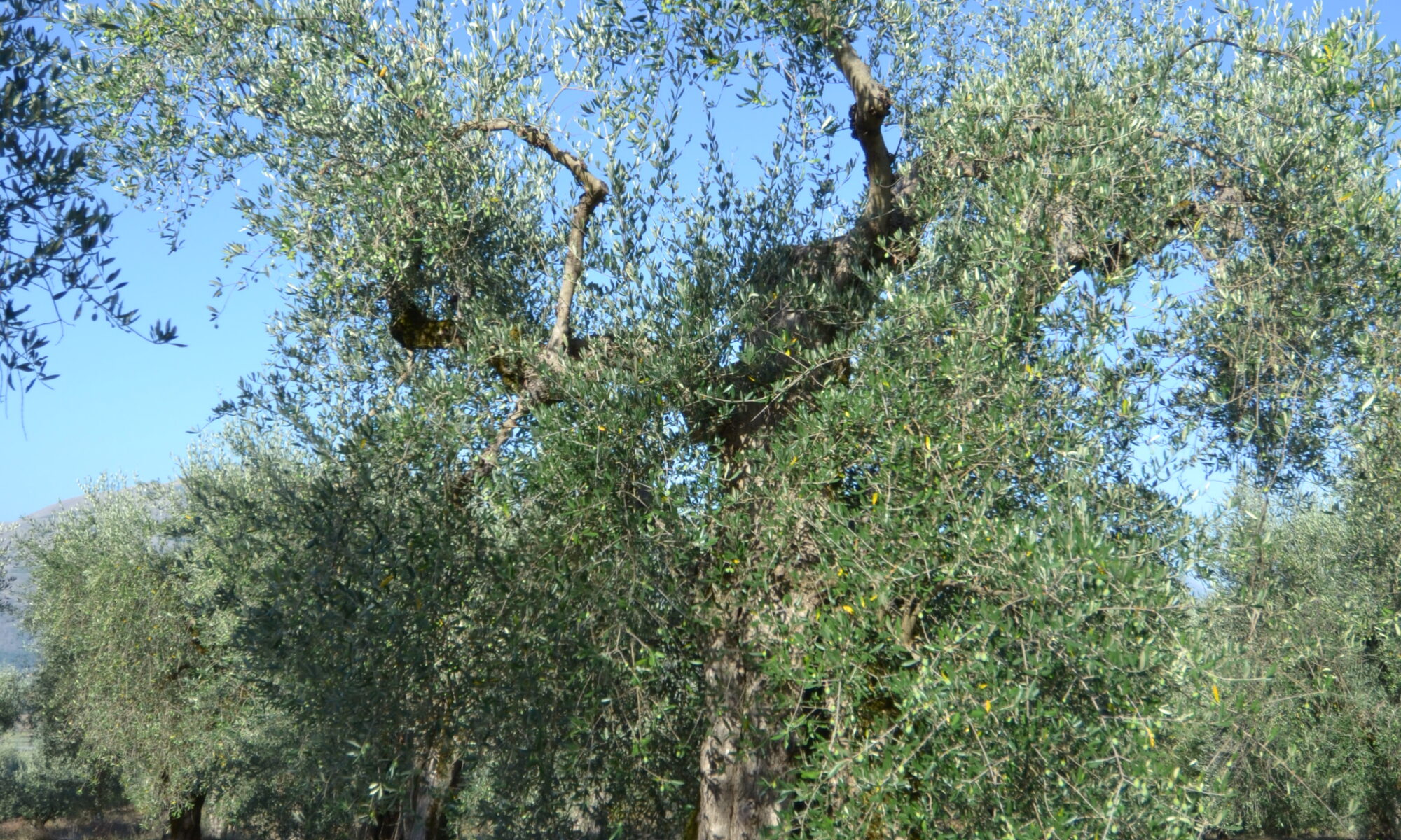dsc 0063