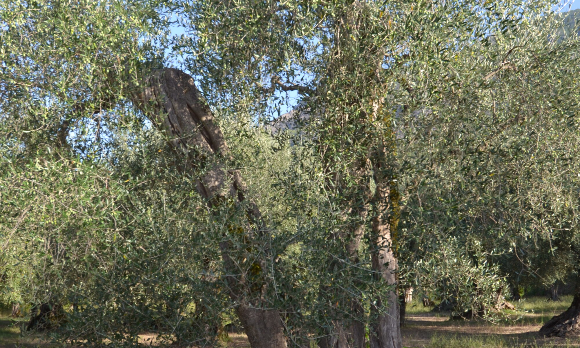dsc 0064