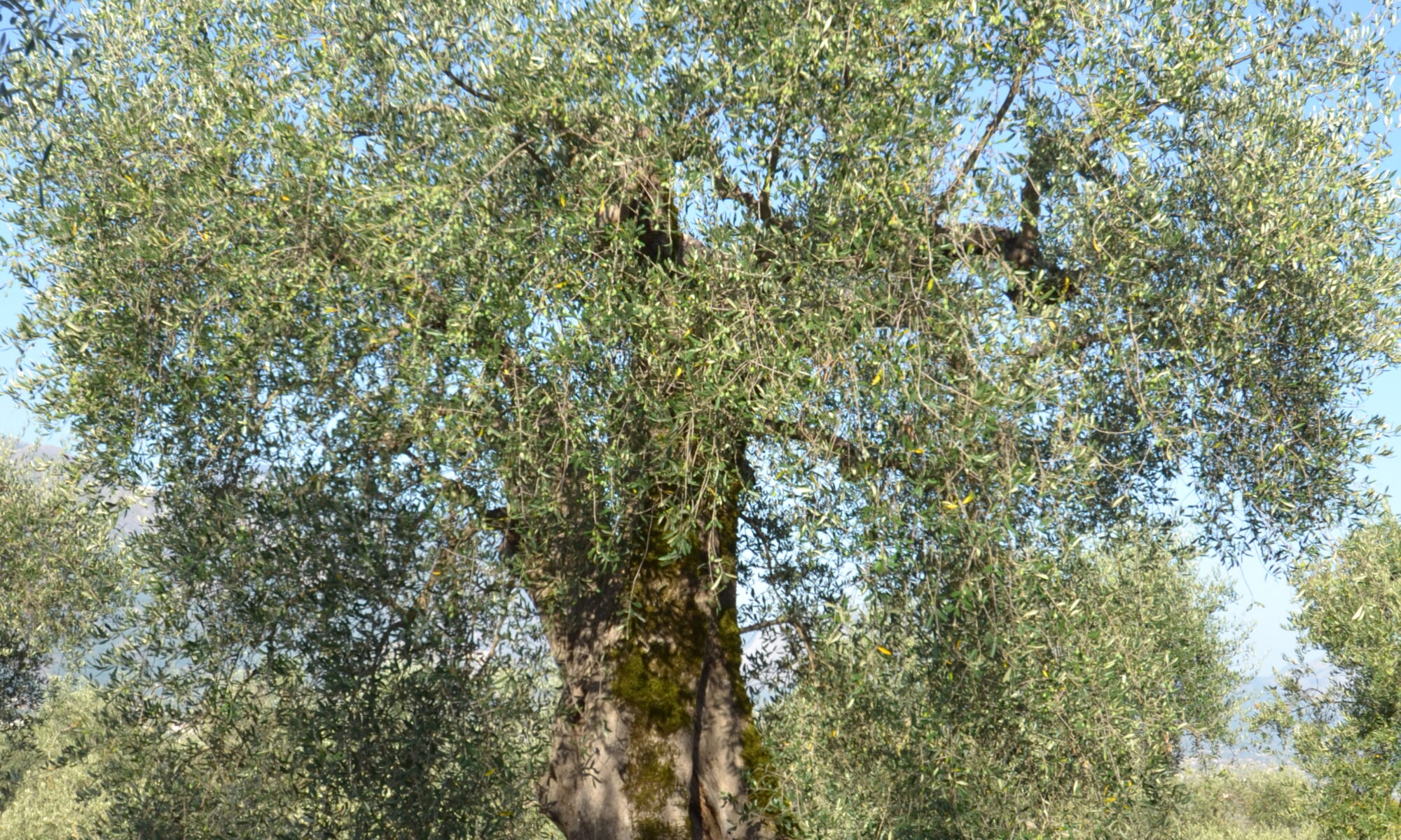 dsc 0065