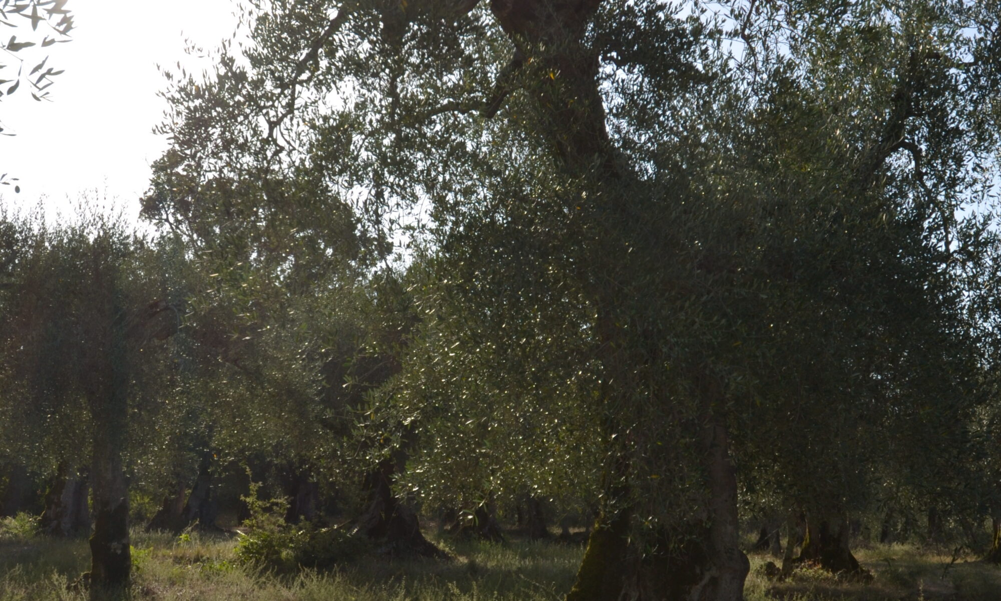 dsc 0066