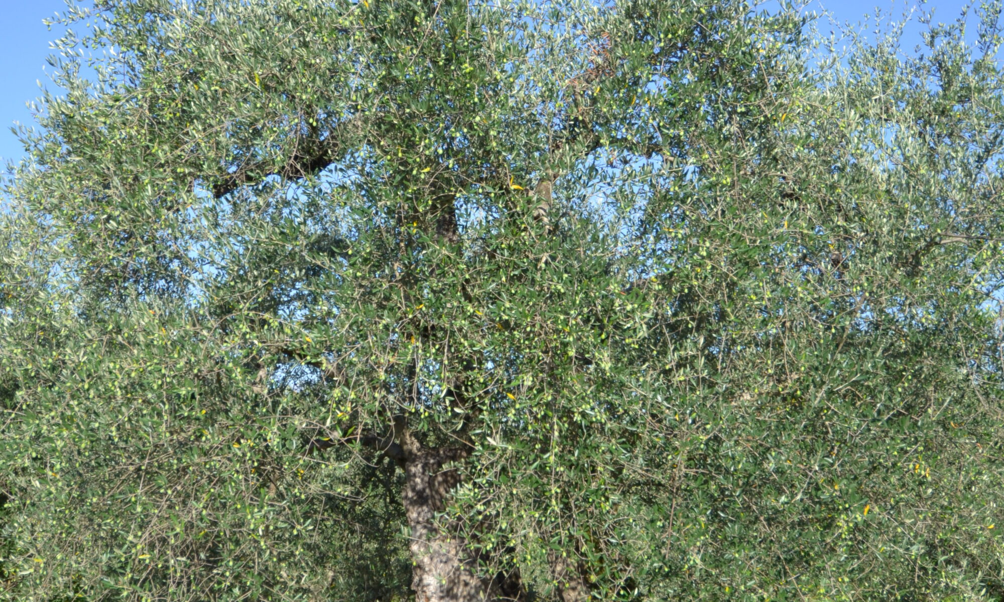 dsc 0067
