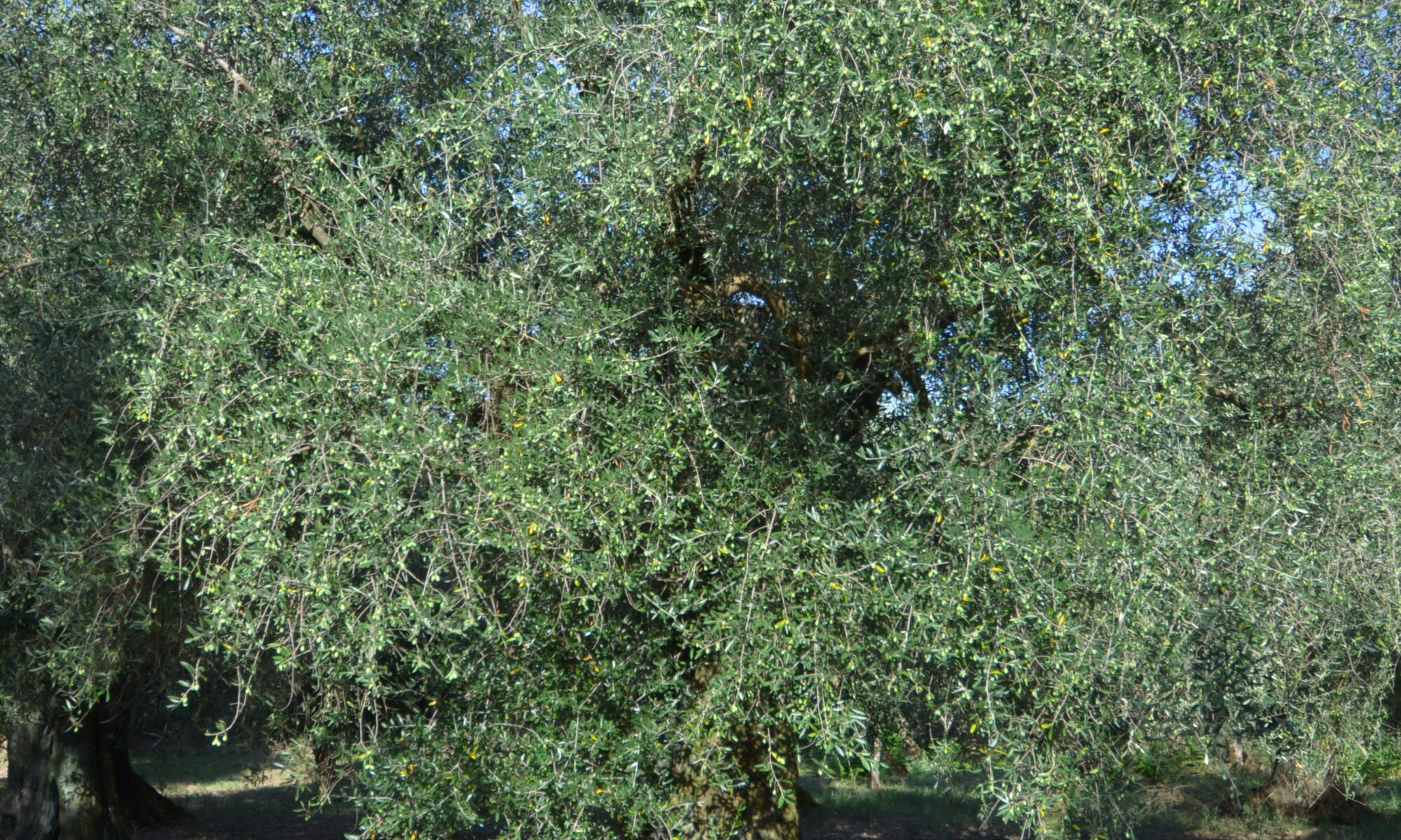 dsc 0069