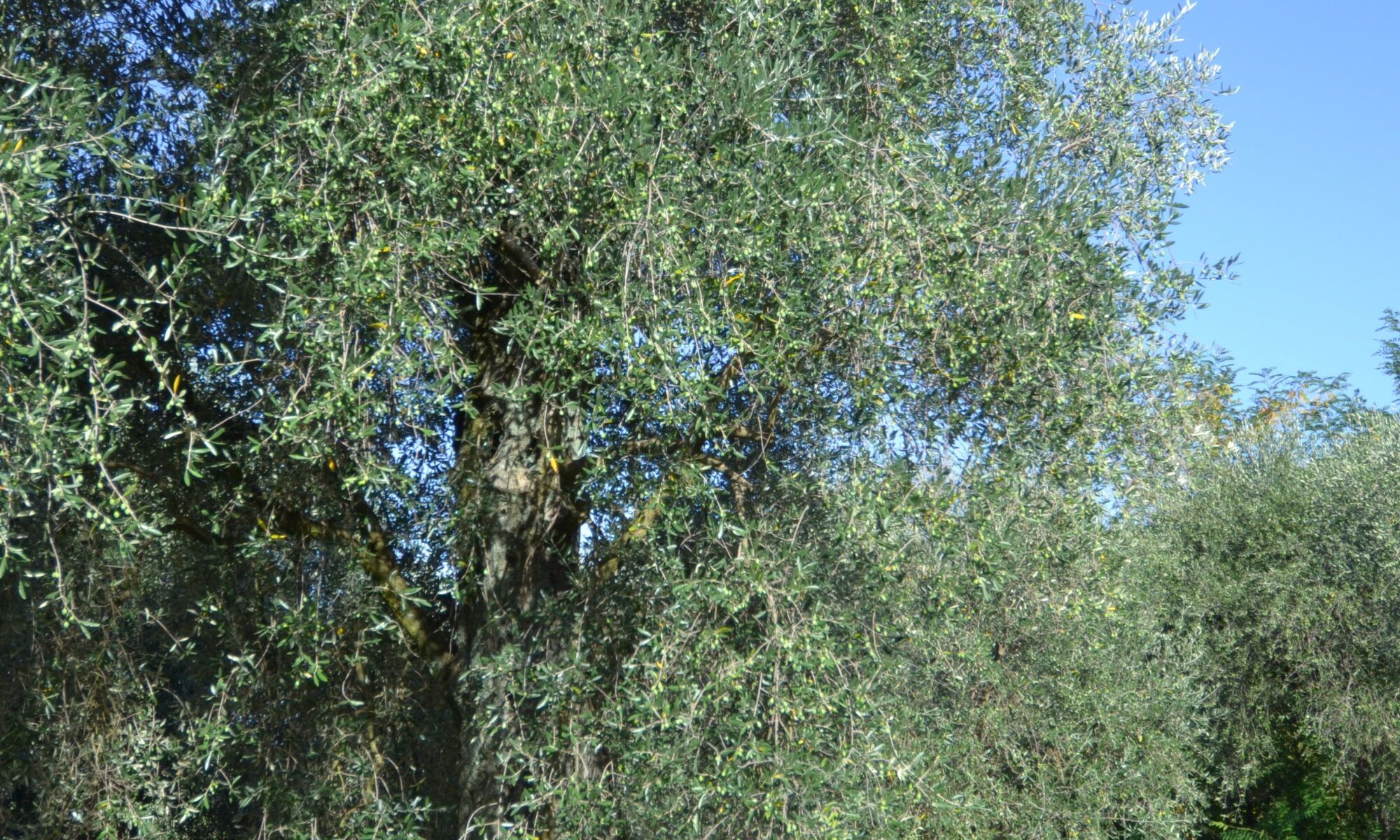 dsc 0072
