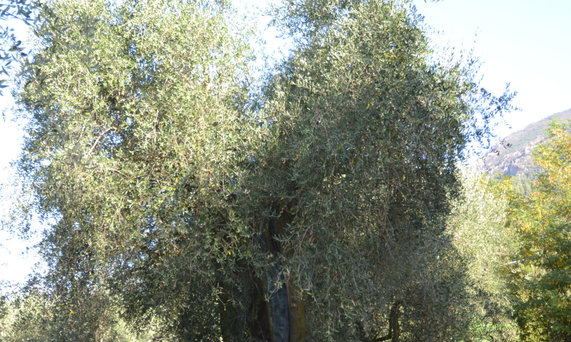 dsc 0074