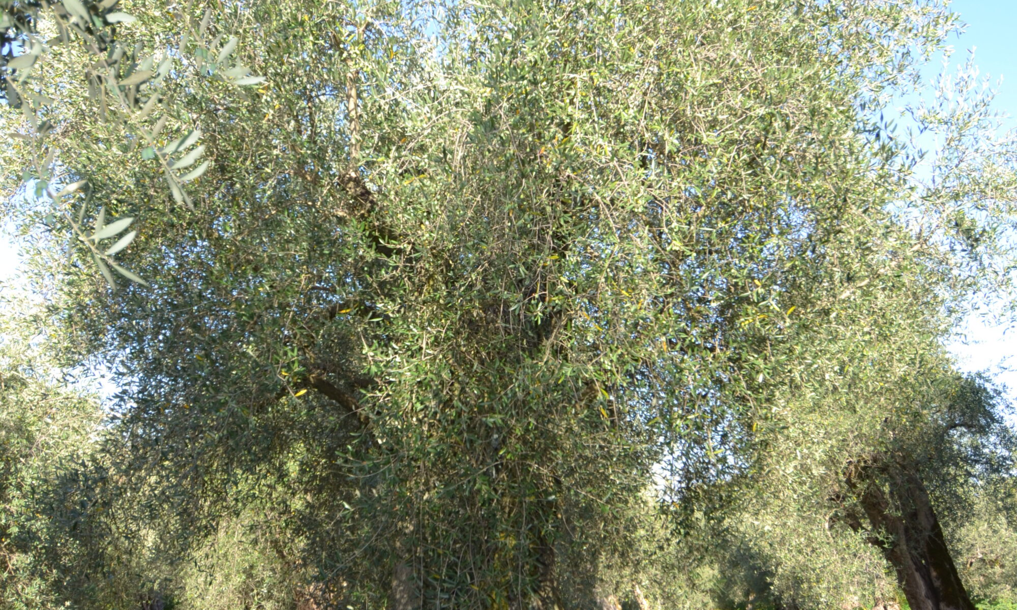 dsc 0075
