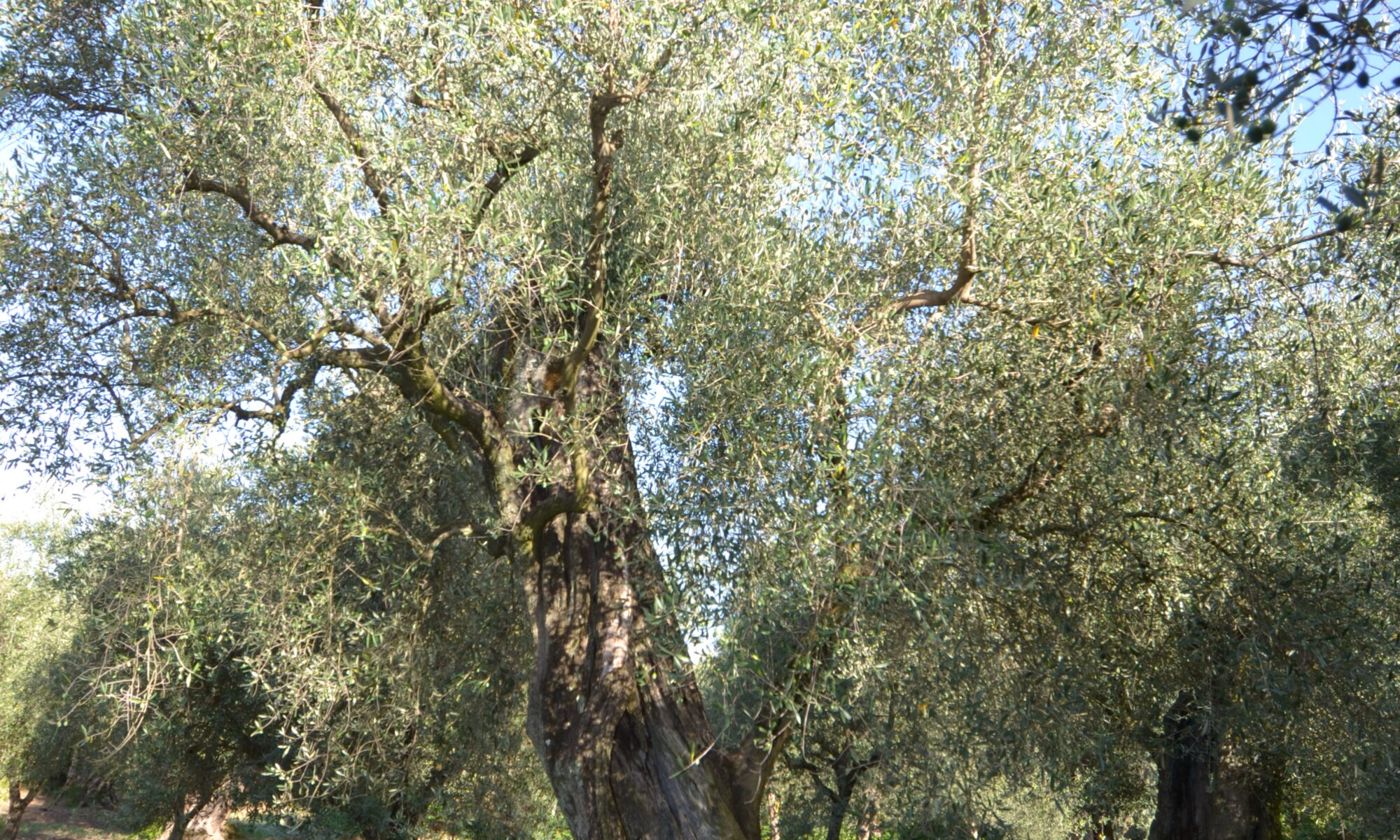 dsc 0076