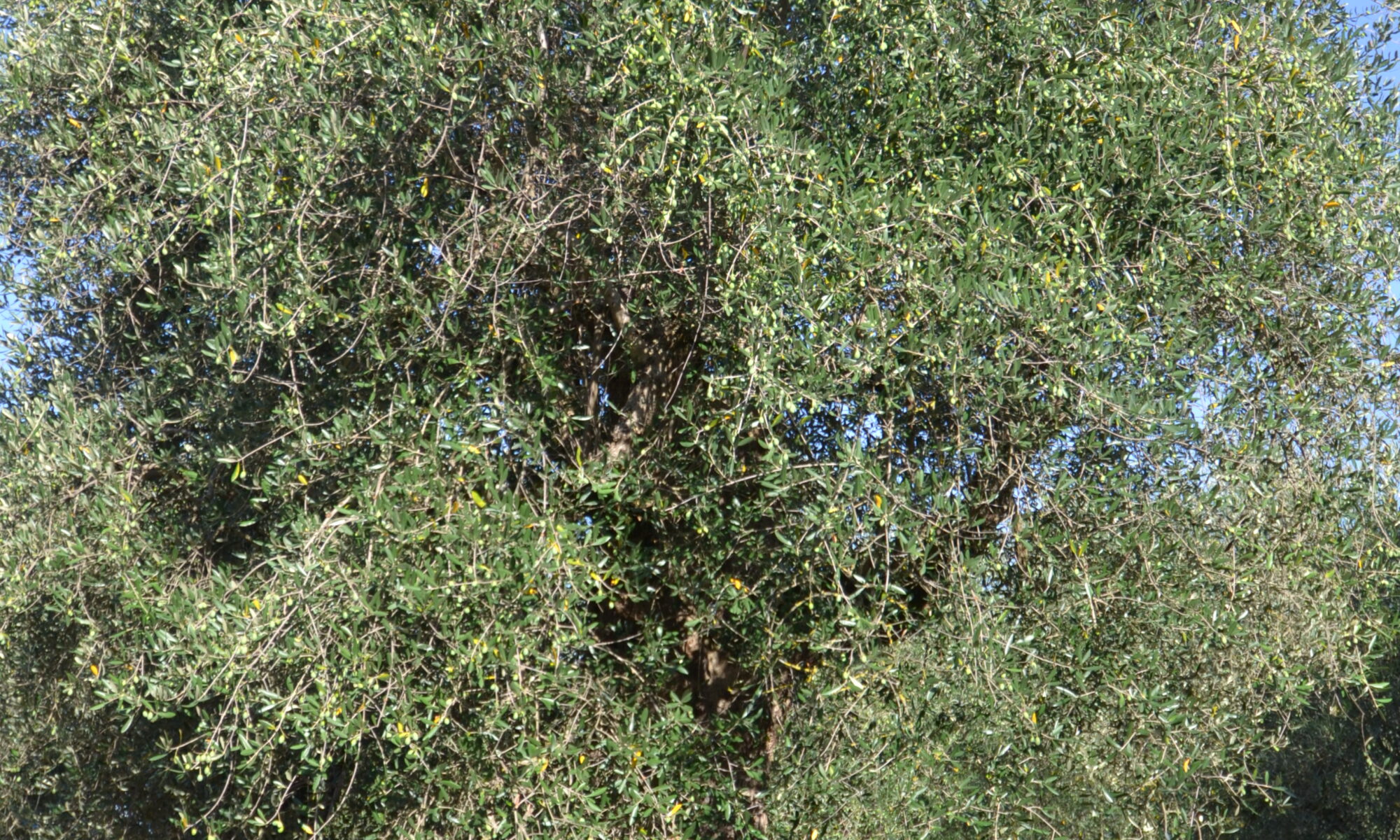 dsc 0077