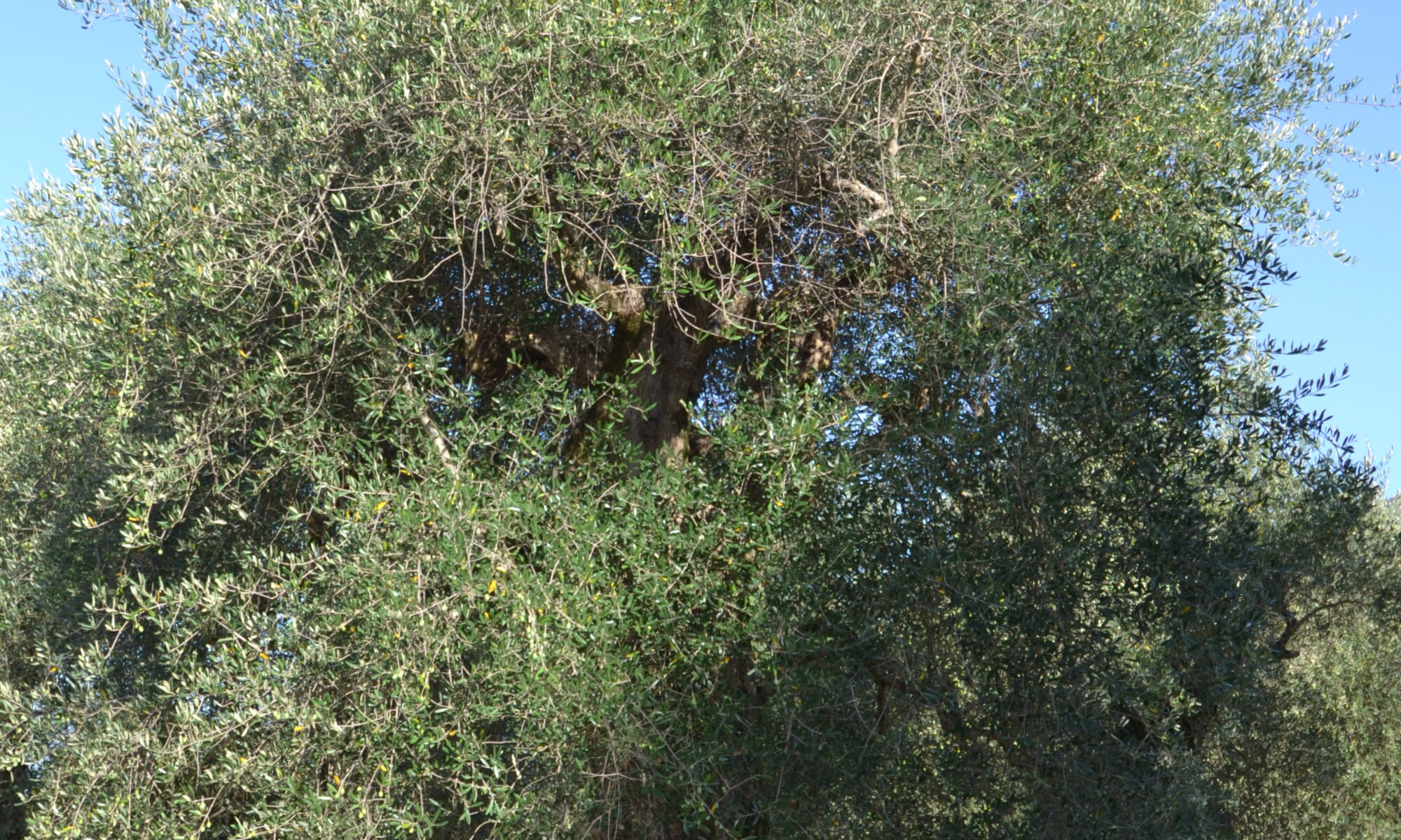 dsc 0078