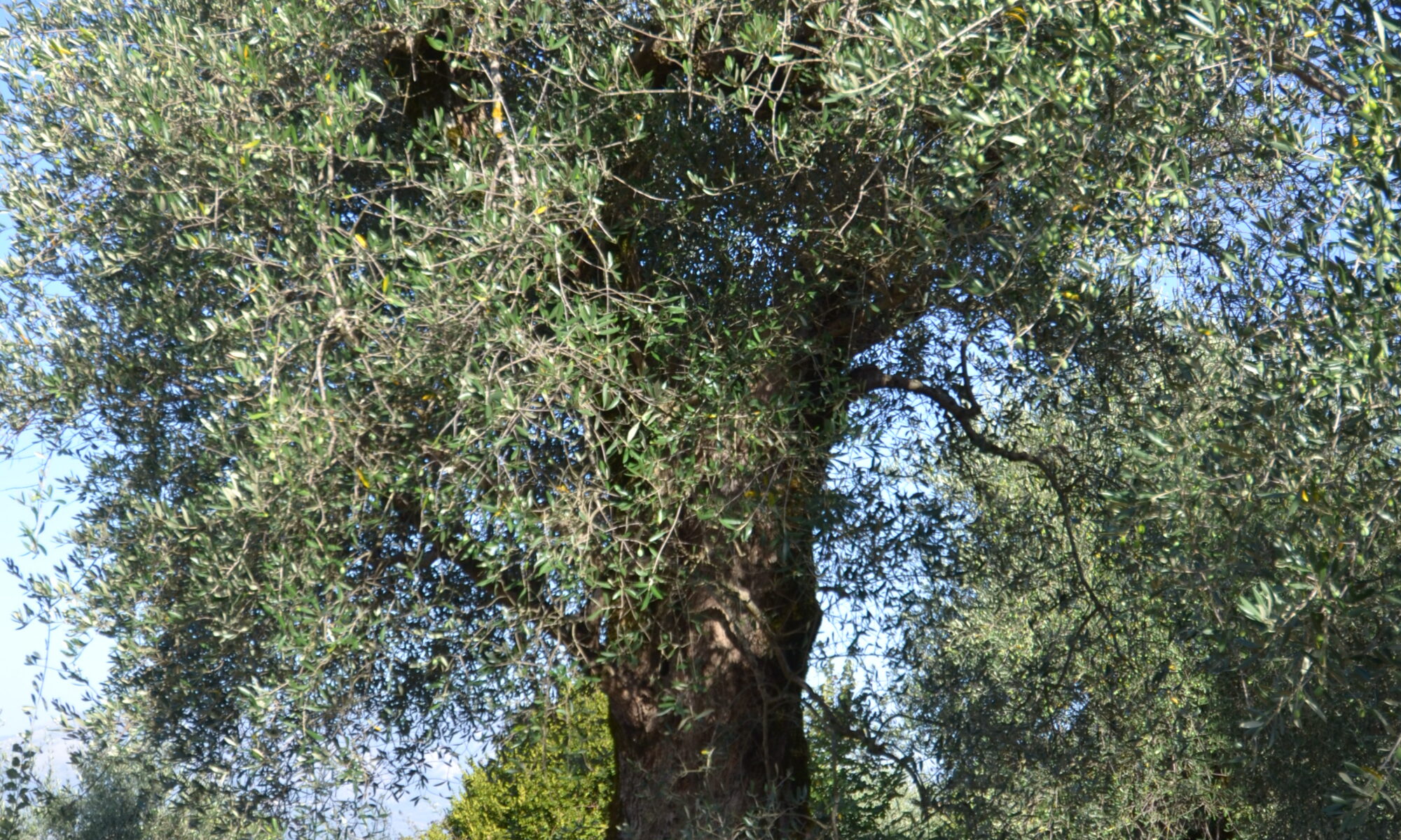 dsc 0079
