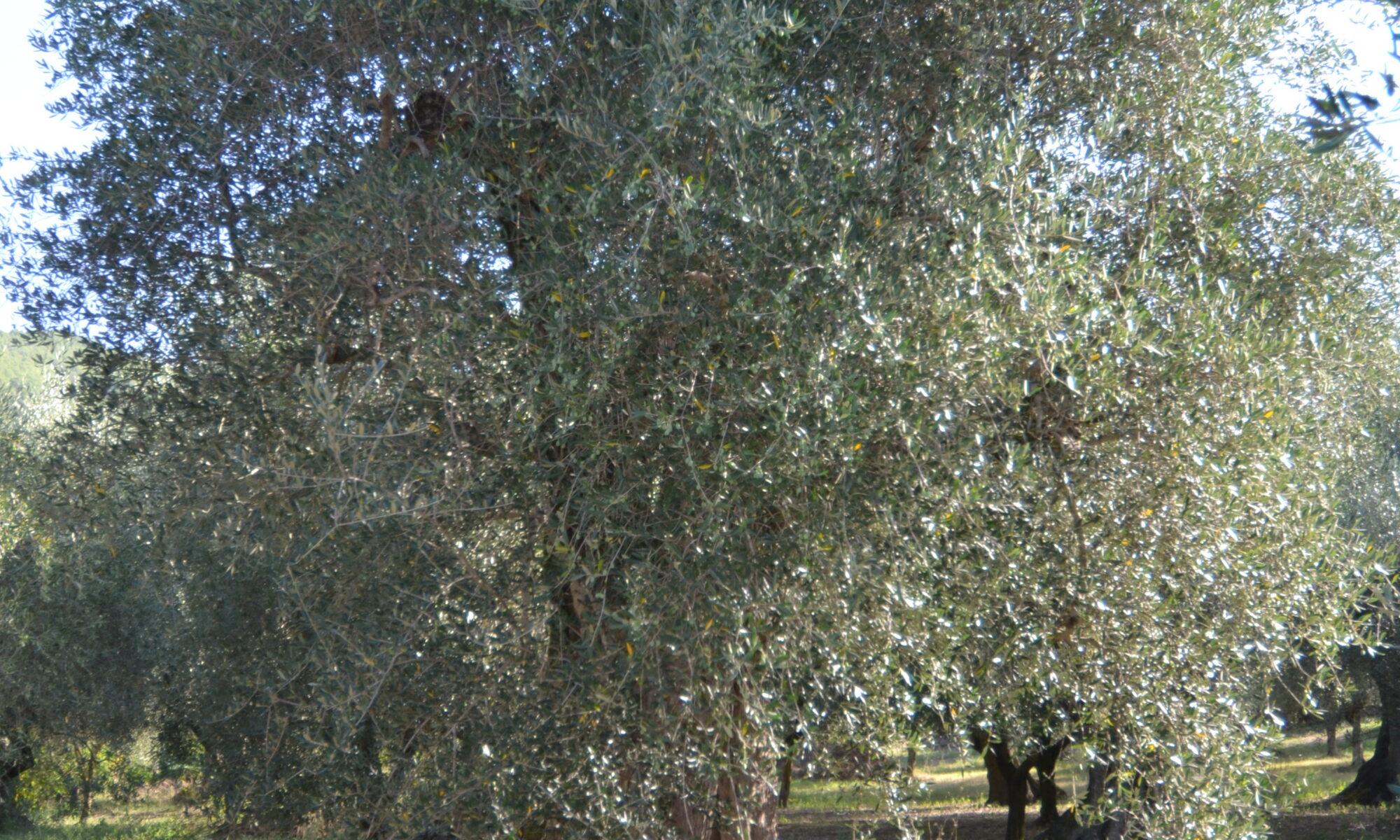 dsc 0080