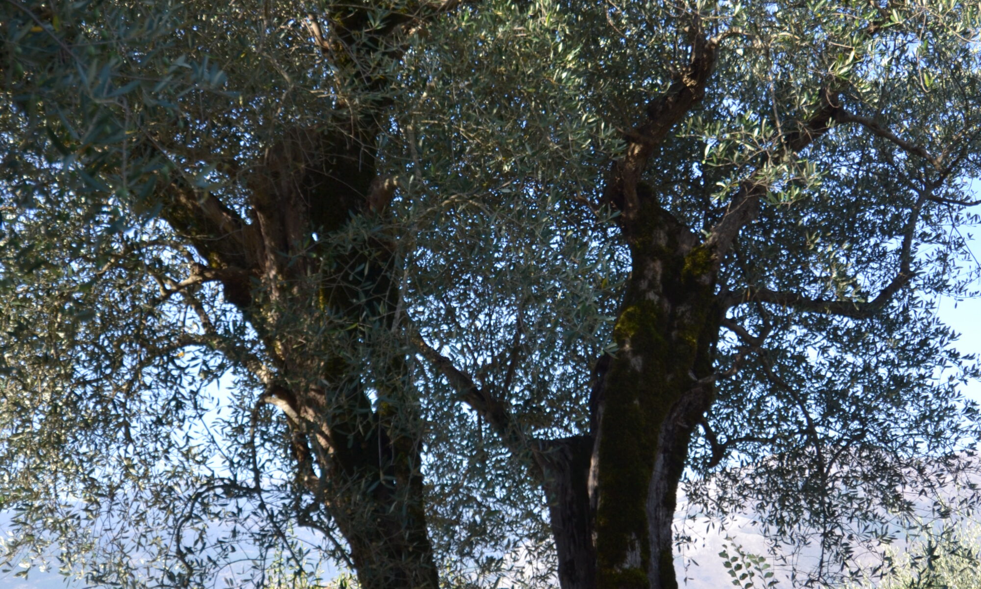 dsc 0081