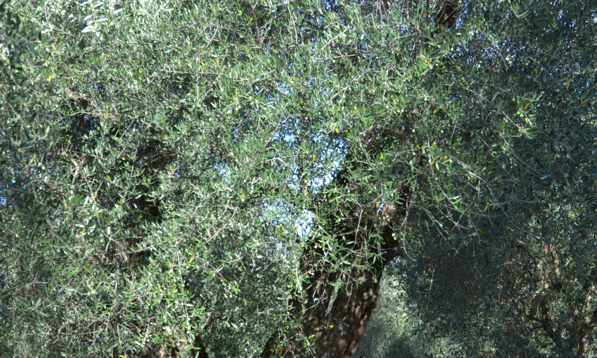 dsc 0083