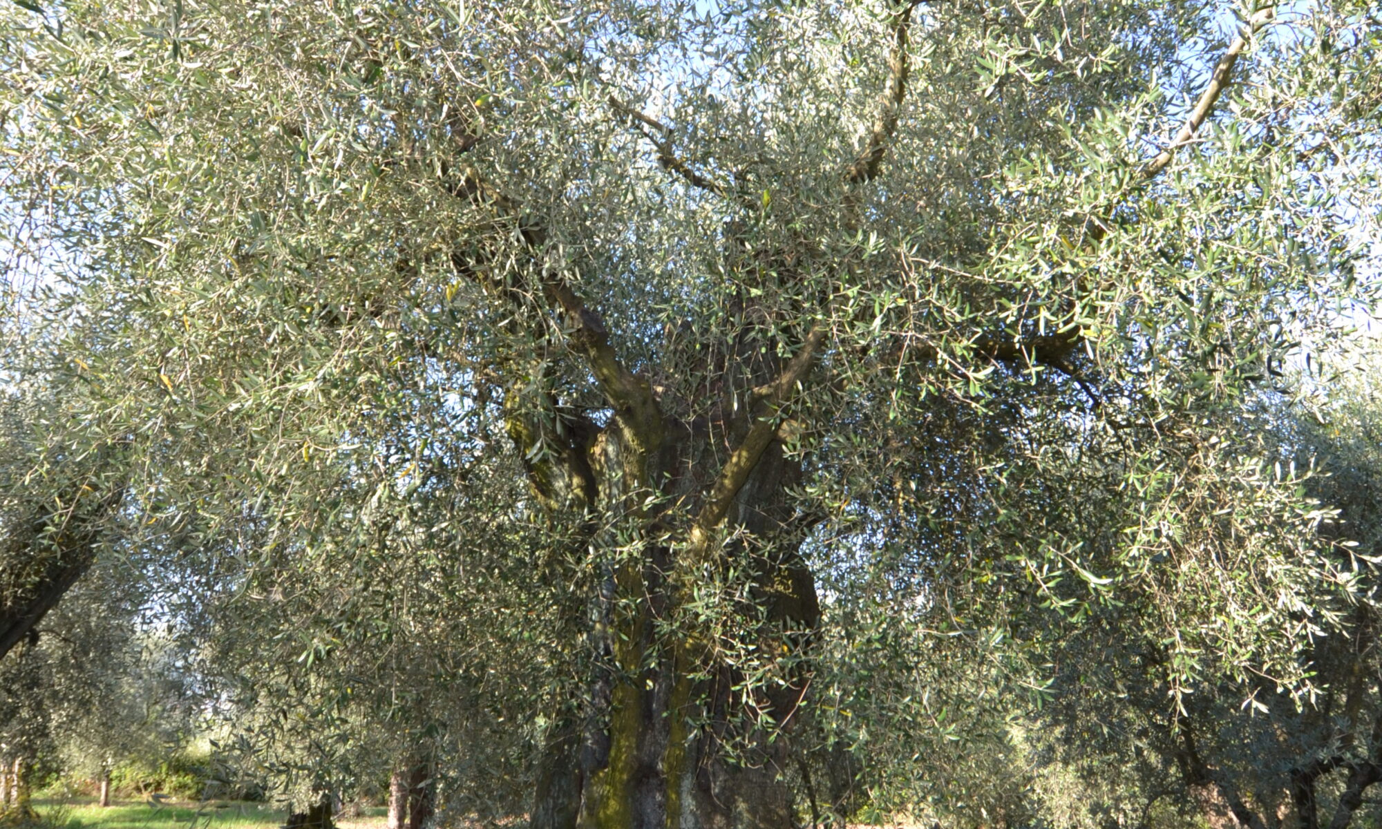dsc 0087