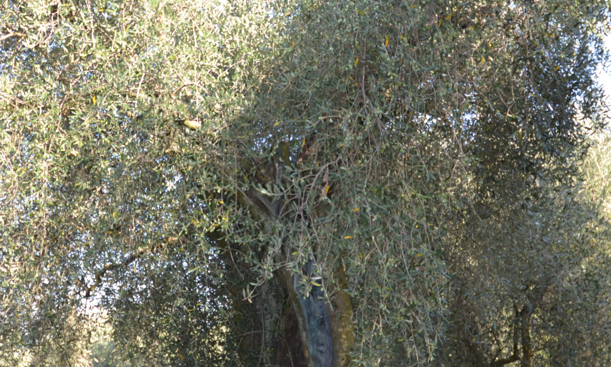 dsc 0088