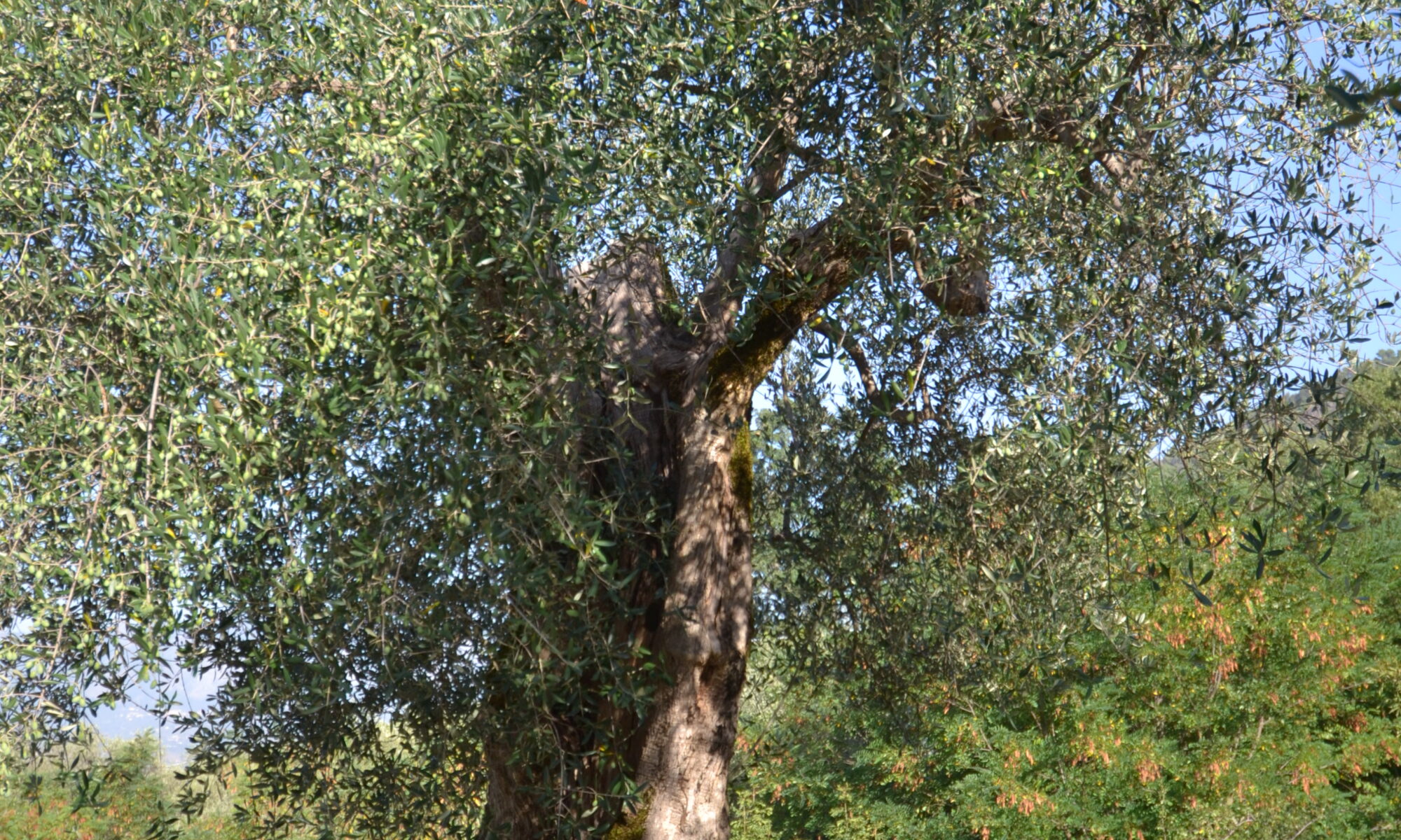 dsc 0092